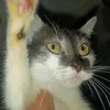 kreamylatee