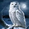 snowowl030