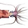 renol.squid
