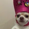 vibee.star