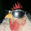el.pollo1056