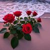user7815681254305