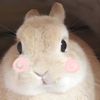 heartshapedmush3