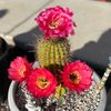 calicactisuccs