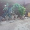 naung0743