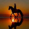 md.shajjed2