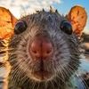 sewage.rat21