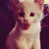 pibcapikmi