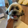 shihpoo_tobi