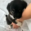 kotya_mur_2