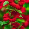 .sopner.sohor