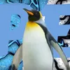 penguinisswimming1
