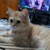 kaisha2.9