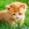 heyygulchin77