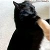 nixy236
