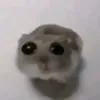 giubobalo