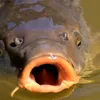 konikcarp