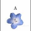 anacut545