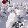hbmmba