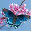 butterfly10800