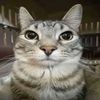 salchipapa_greyrat