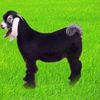 waleefyqeik