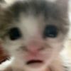 mama2cats2
