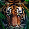 lion79288