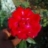 .i.love.you.jaan09