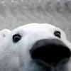 bebrik9023