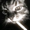 whoz_tirzy