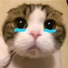 bongiuu433