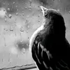 hoo13r