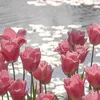 hoai.thuong_291287