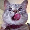 funny.animal333