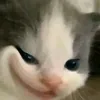 accmoit