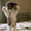 pwaolaaa.aa