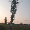 manusia_bernafas61