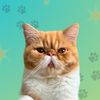 hariton.cat