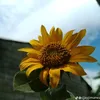 sunflower1.05
