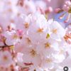 anyeong_953