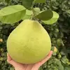 loveyoufruit99