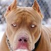 stone_cold9