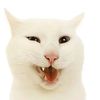 cat.20092009