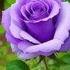fleur.violente