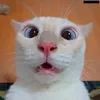 Funny Videos Official