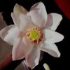 md.rubel.miya0251