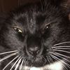 cute_cats4999
