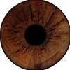shams_com