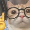 gato_sabio301